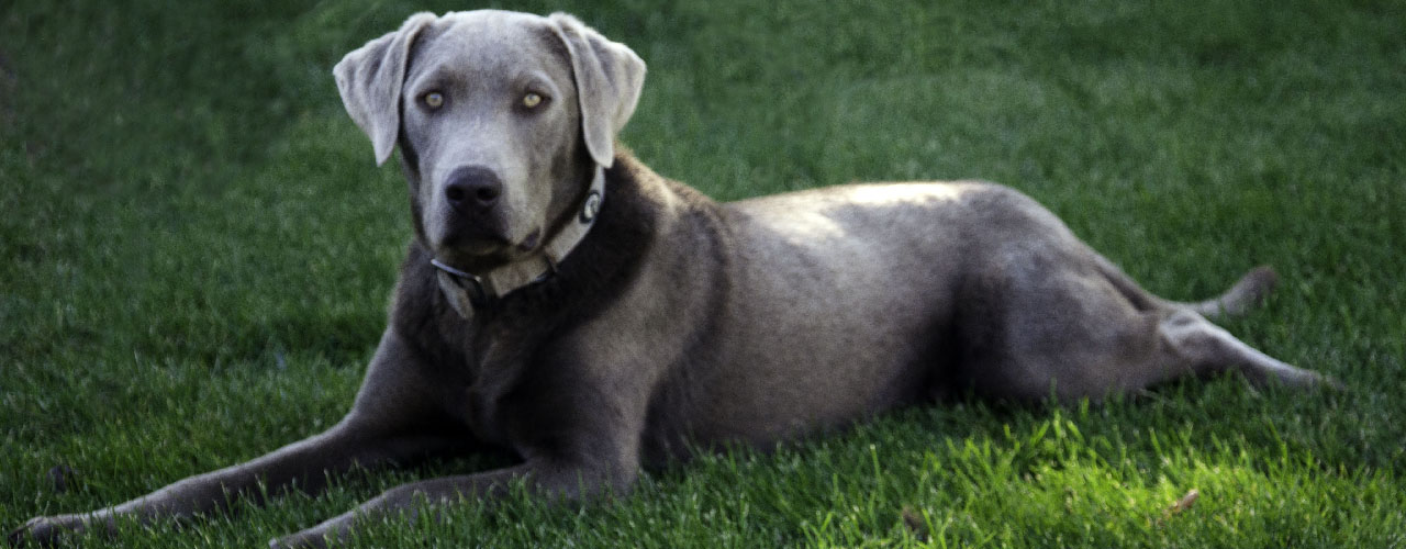 silver lab puppies colorado silverdors colorado silver labradors silver lab puppies colorado silverdors colorado silver labradors